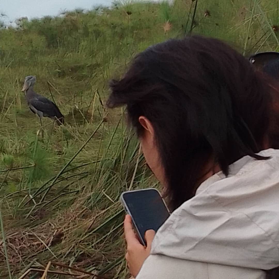 Meet Uganda's Rare Shoebill