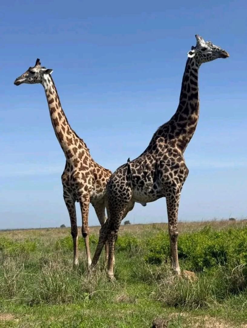 Visit Queen Elizabeth National Park - photo 4